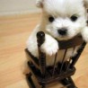 YoAmoAMiPerro